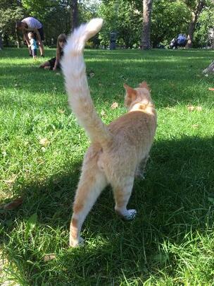 Kater Lucky auf dem Gelände des Klinikums Benjamin Franklin in Steglitz