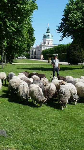 Gotlandschafe im Schlossgarten Charlottenburg 