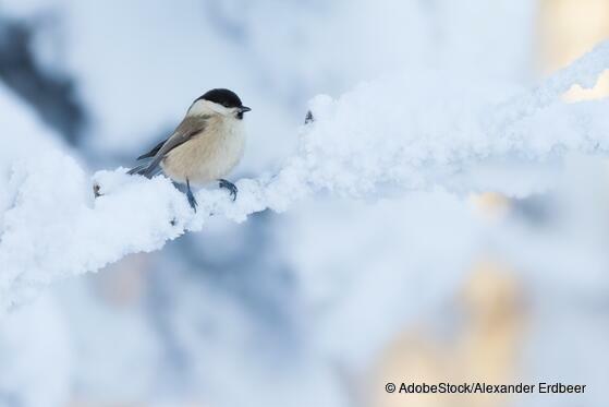 Zählaktion: Stunde der Wintervögel