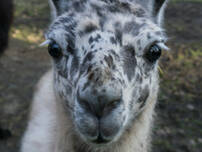 Großer Heinersdorfer See