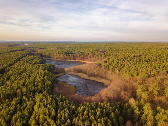 Chossewitzer See Wald
