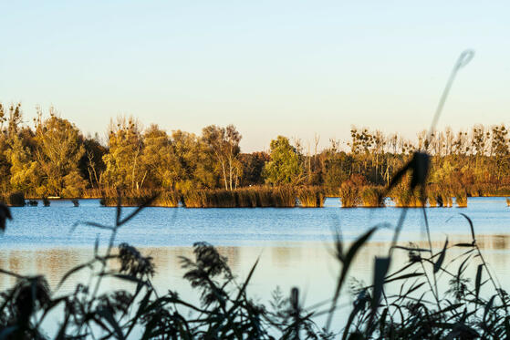 Eichlerstich Faulhaberstich