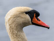 Falkenhagener See und Neuer See