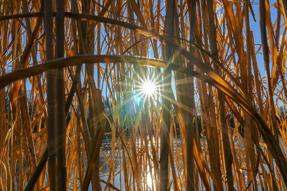 Fauler See Obersee Orankesee