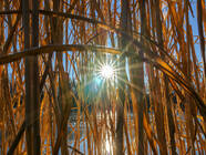 Fauler See, Obersee und Orankesee