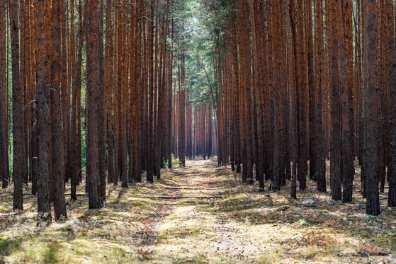 Großer Roßkardtsee, Güldensee und Großer Karbuschsee