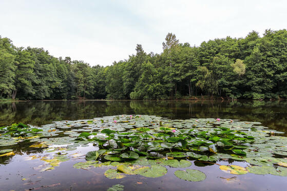 Seewanderung: Hubertussee (Frohnau)