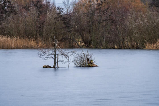 Seewanderung: Karower Teiche