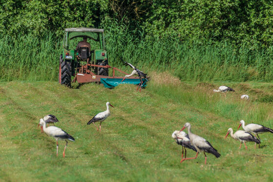 Seewanderung: Linumer Teiche