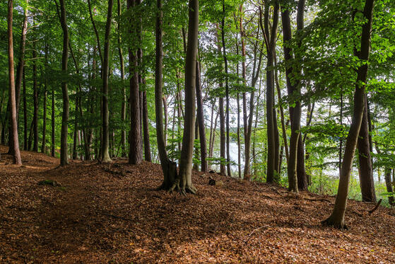 Seewanderung: Mittelprendener See