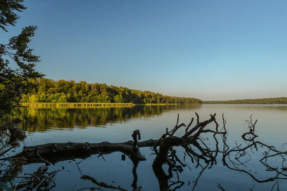 Seewanderung: Großer Stechlinsee