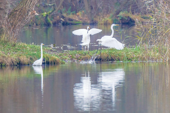 Seewanderung: Todnitzsee