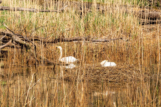 Seewanderung: Großer Treppelsee und Stiller Treppelsee