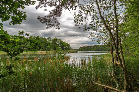Seewanderung: Werbellinsee bei Herzberg (Mark)
