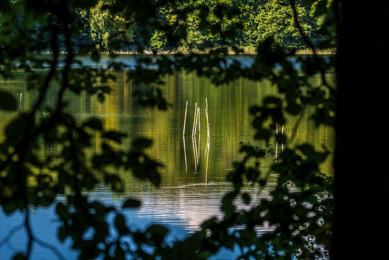 Seewanderung: Kleiner und Großer Wummsee