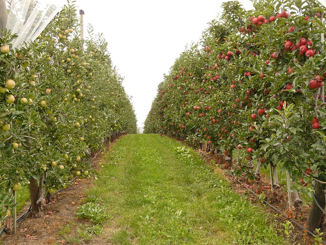Naschtour in Brandenburg Obst selbst pflücken
