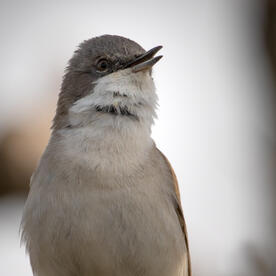 Piep einmal! Die Klappergrasmücke