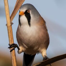Piep einmal! Die Bartmeise