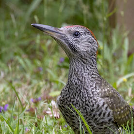 Piep einmal! Der Grünspecht