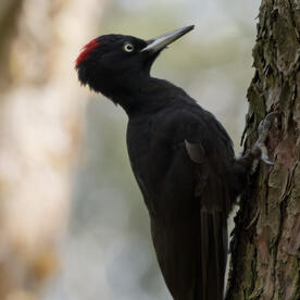 Piep einmal! Der Schwarzspecht
