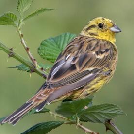 Piep einmal! Die Goldammer