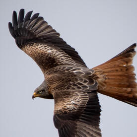 Piep einmal! Der Rotmilan