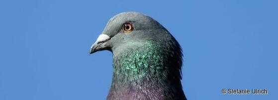 Stadttaube