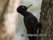 Schwarzspecht