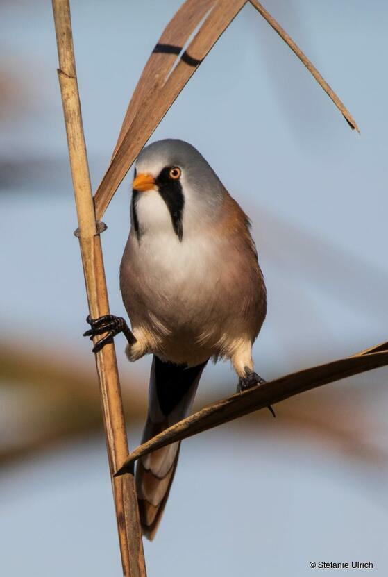 Piep einmal! Die Bartmeise