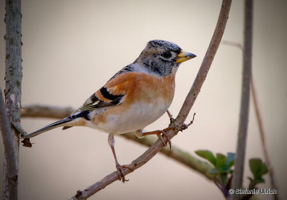 Piep einmal! Der Bergfink