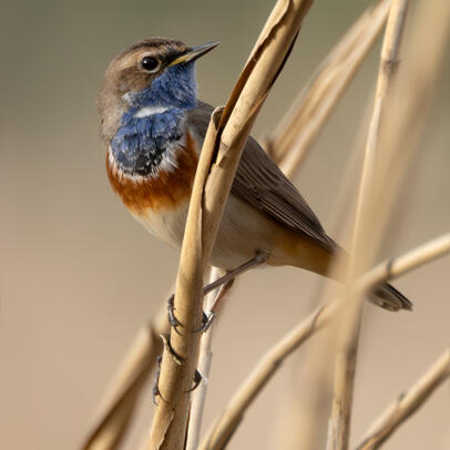 Piep einmal! Das Blaukehlchen