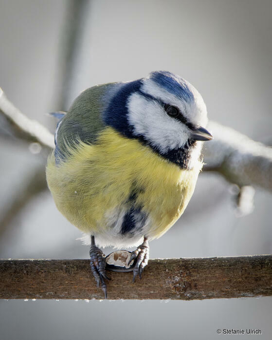 Piep einmal! Die Blaumeise