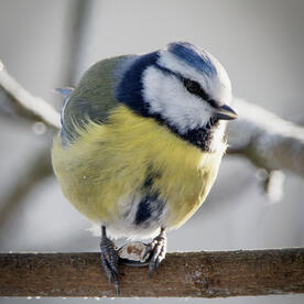 Piep einmal! Die Blaumeise