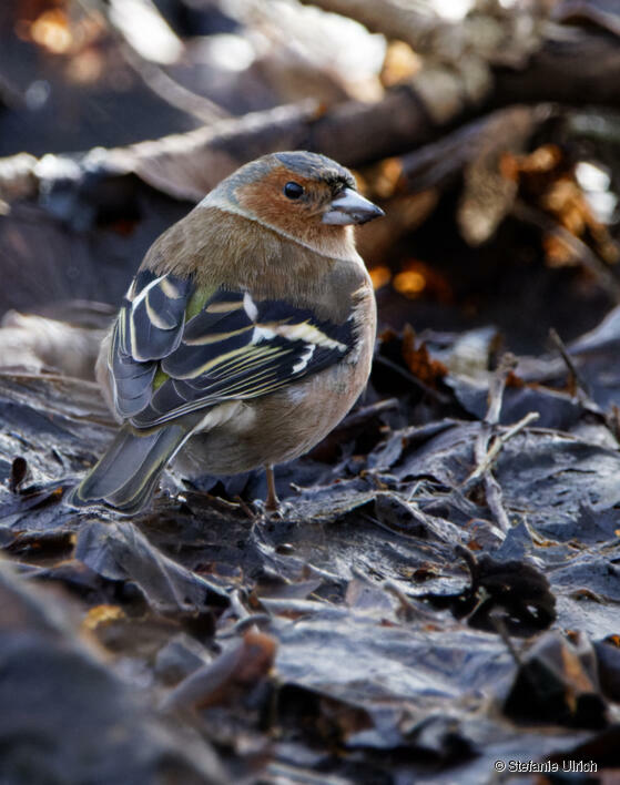 Piep einmal! Der Buchfink