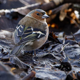 Piep einmal! Der Buchfink