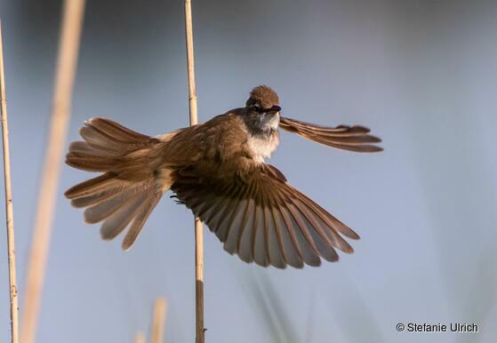 Drosselrohrsänger im Flug