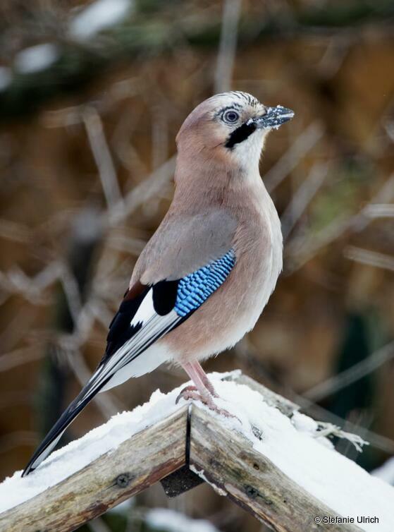 Piep einmal! Der Eichelhäher