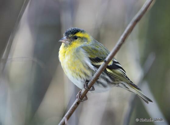 Piep einmal! Der Erlenzeisig