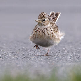 Piep einmal! Die Feldlerche