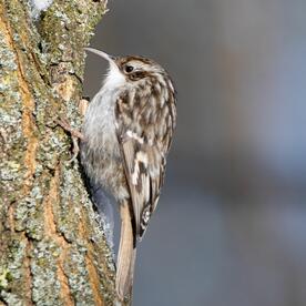 Piep einmal! Der Gartenbaumläufer