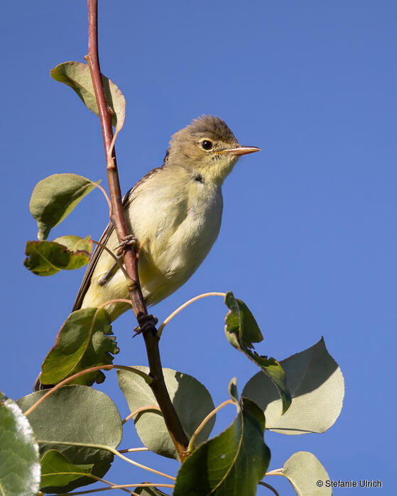 Piep einmal! Der Gelbspötter