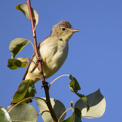 Piep einmal! Der Gelbspötter