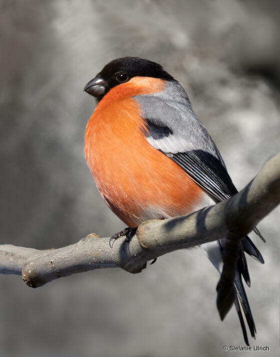 Piep einmal! Der Gimpel