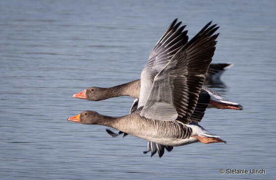 Piep einmal! Die Graugans