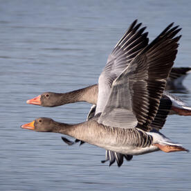 Piep einmal! Die Graugans