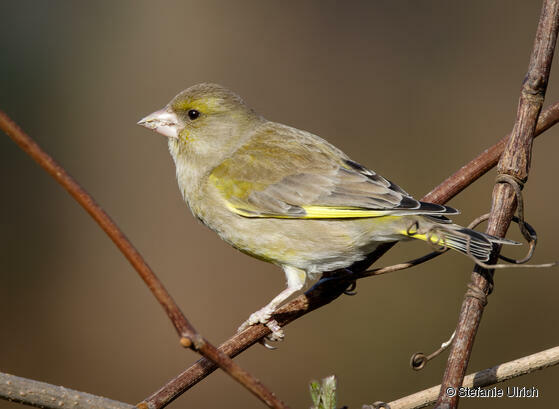 Piep einmal! Der Grünfink