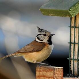 Piep einmal! Die Haubenmeise