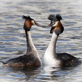 Piep einmal! Der Haubentaucher