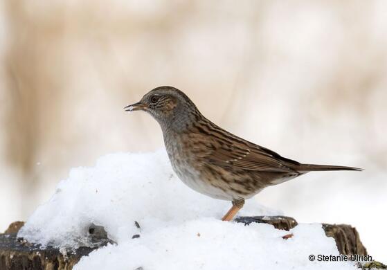 Piep einmal! Die Heckenbraunelle