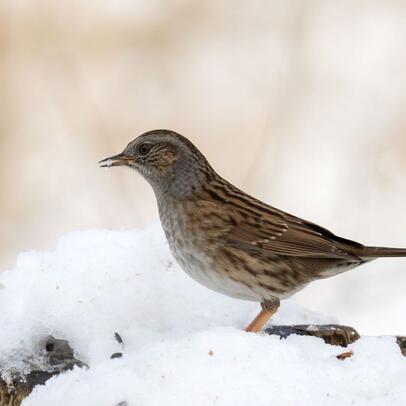 Piep einmal! Die Heckenbraunelle